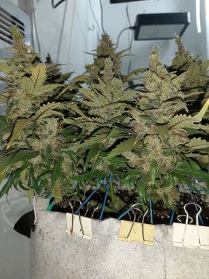 20230826_114501.jpg 20230826_114501.jpg