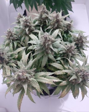 20230826_115118.jpg 20230826_115118.jpg