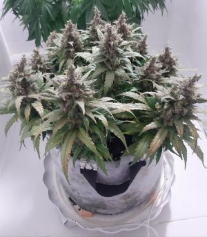 20230826_115052.jpg 20230826_115052.jpg