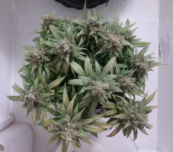 20230826_115935.jpg 20230826_115935.jpg