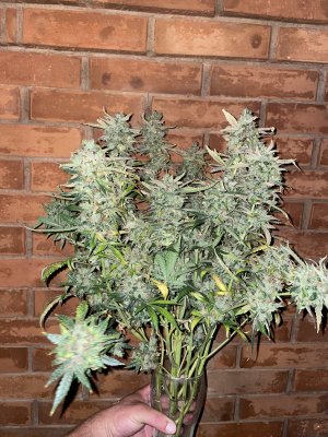 7DE8CEAD-B701-4DF3-A74C-DA6002AD085C.jpeg 7DE8CEAD-B701-4DF3-A74C-DA6002AD085C.jpeg