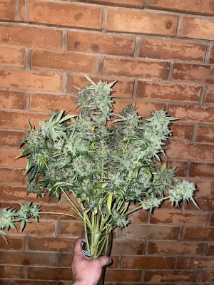 37B40D3C-8B2F-4C49-9790-CBC3E7085C3E.jpeg 37B40D3C-8B2F-4C49-9790-CBC3E7085C3E.jpeg