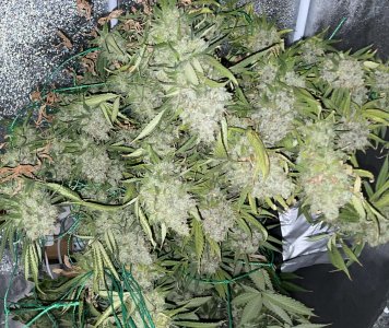 53EEF60F-D36D-4D83-97A6-54CC3BD2FFF6.jpeg 53EEF60F-D36D-4D83-97A6-54CC3BD2FFF6.jpeg