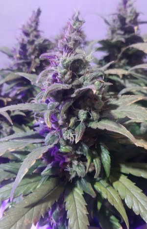 20230827_173636.jpg 20230827_173636.jpg