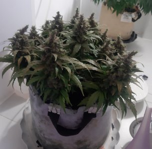 20230827_173557.jpg 20230827_173557.jpg