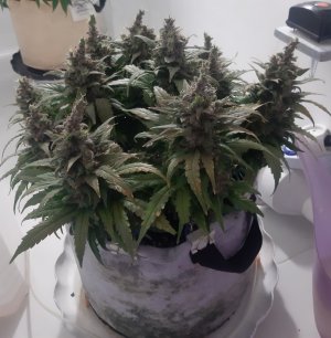 20230827_173543.jpg 20230827_173543.jpg