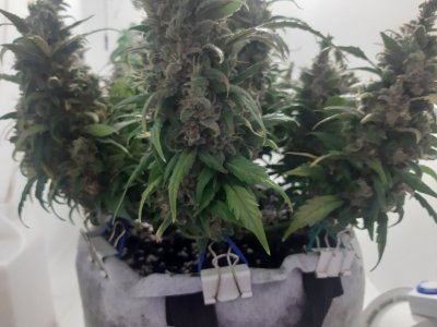 20230827_173319.jpg 20230827_173319.jpg