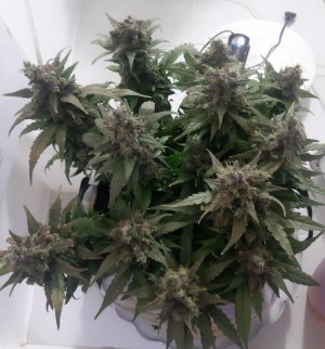 20230827_173420.jpg 20230827_173420.jpg