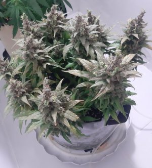 20230827_211005.jpg 20230827_211005.jpg