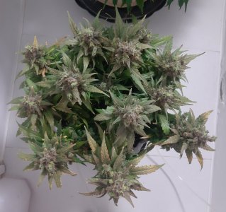 20230827_211248.jpg 20230827_211248.jpg