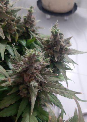 20230827_211955.jpg 20230827_211955.jpg