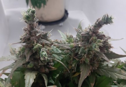 20230827_211938.jpg 20230827_211938.jpg