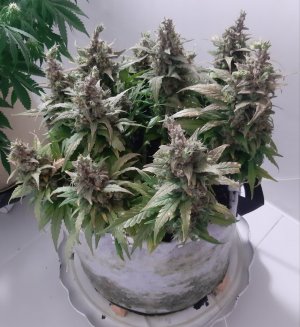 20230827_223718.jpg 20230827_223718.jpg