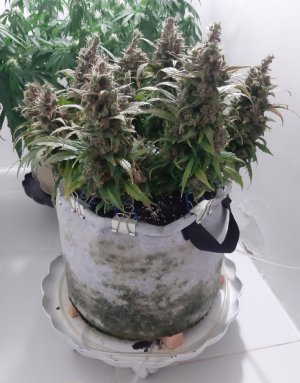 20230827_223804.jpg 20230827_223804.jpg