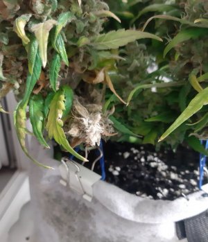 20230827_224503.jpg 20230827_224503.jpg