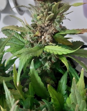 20230827_224329.jpg 20230827_224329.jpg