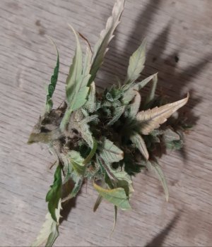 20230827_224315.jpg 20230827_224315.jpg