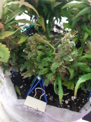 20230827_224445.jpg 20230827_224445.jpg