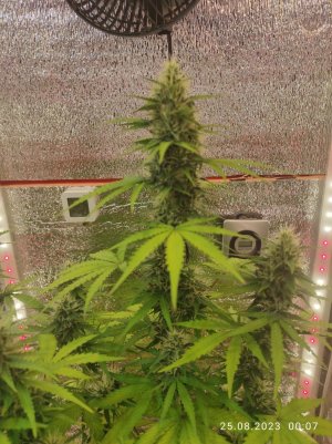 IMG_20230825_000705.jpg IMG_20230825_000705.jpg