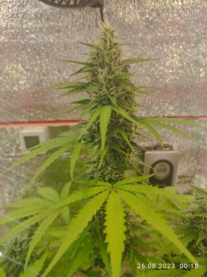 IMG_20230826_001823.jpg IMG_20230826_001823.jpg