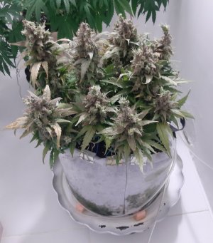 20230828_224309.jpg 20230828_224309.jpg