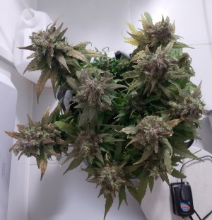 20230828_224335.jpg 20230828_224335.jpg