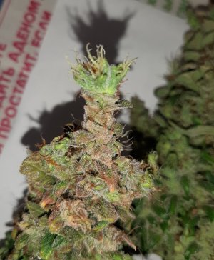 20230829_054639.jpg 20230829_054639.jpg