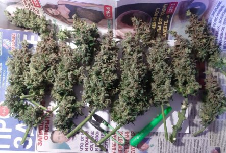 20230829_054739.jpg 20230829_054739.jpg