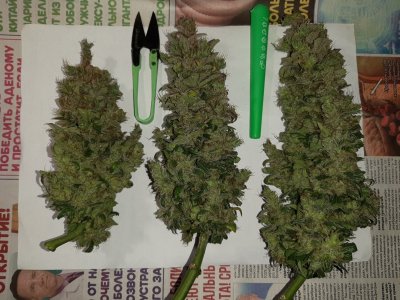 20230829_054617.jpg 20230829_054617.jpg