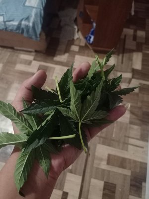 16934930462436509913556677379092.jpg 16934930462436509913556677379092.jpg