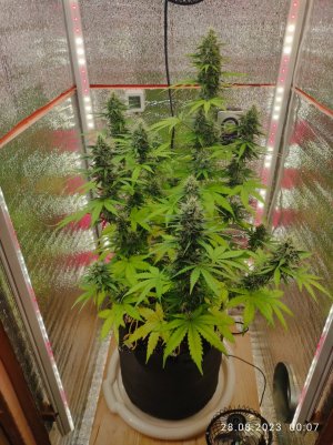 IMG_20230828_000705.jpg IMG_20230828_000705.jpg