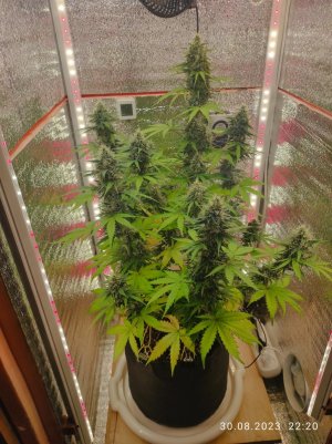 IMG_20230830_222007.jpg IMG_20230830_222007.jpg