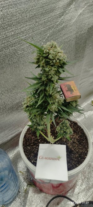 IMG_20230809_212737.jpg IMG_20230809_212737.jpg