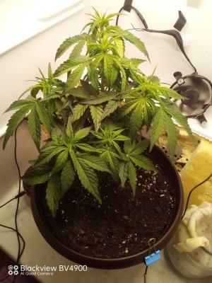 IMG_20230902_205847_196.jpg IMG_20230902_205847_196.jpg