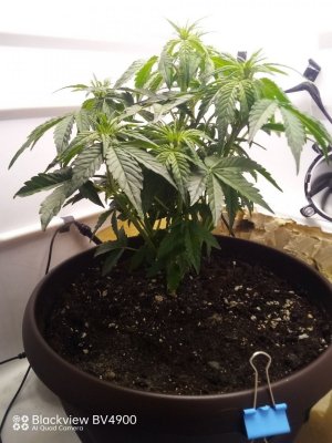 IMG_20230902_205841_939.jpg IMG_20230902_205841_939.jpg