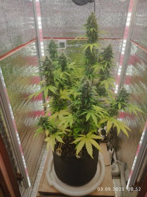 IMG_20230903_005240.jpg IMG_20230903_005240.jpg