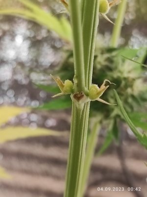 IMG_20230904_004228.jpg IMG_20230904_004228.jpg