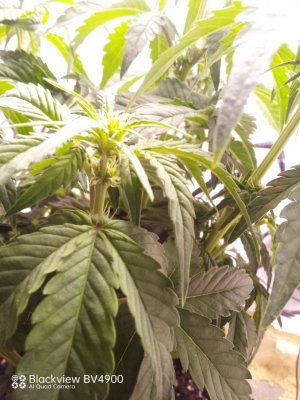 IMG_20230905_143306_005.jpg IMG_20230905_143306_005.jpg