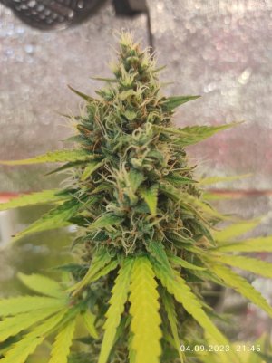 IMG_20230904_214504.jpg IMG_20230904_214504.jpg