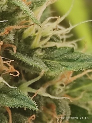 IMG_20230904_214536.jpg IMG_20230904_214536.jpg