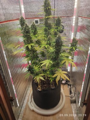 IMG_20230905_231904.jpg IMG_20230905_231904.jpg