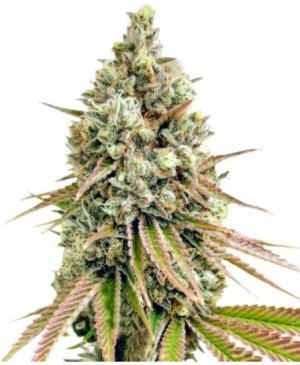 bruce banner.jpg bruce banner.jpg