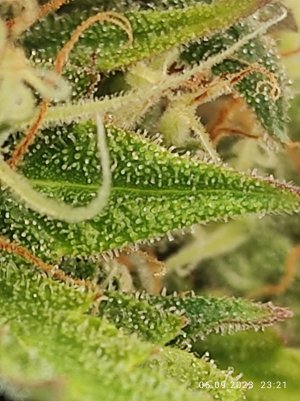 IMG_20230906_232118.jpg IMG_20230906_232118.jpg