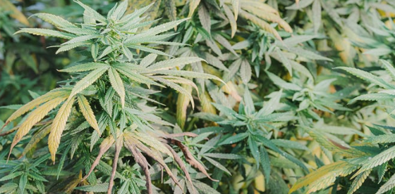 1694186167315.png 1694186167315.png