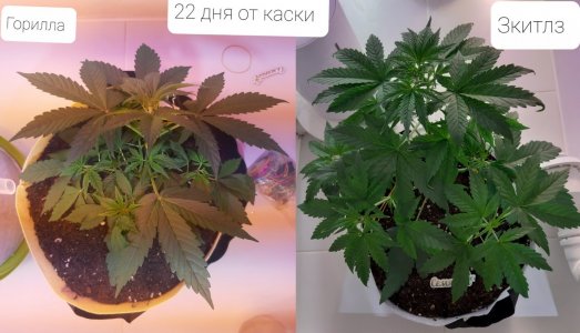 20220417_211339.jpg 20220417_211339.jpg