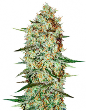 1694773154906.png 1694773154906.png