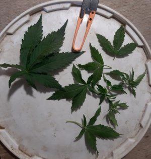 20230915_181851.jpg 20230915_181851.jpg