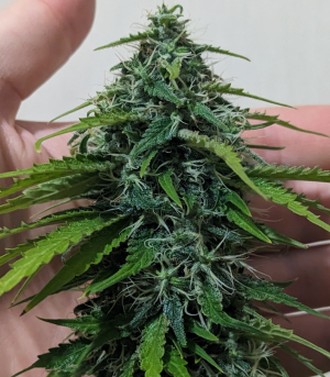 1694843088487.png 1694843088487.png