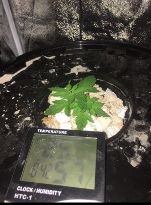 21C1735C-B299-4560-A093-B0208E8AFCC5.jpeg 21C1735C-B299-4560-A093-B0208E8AFCC5.jpeg