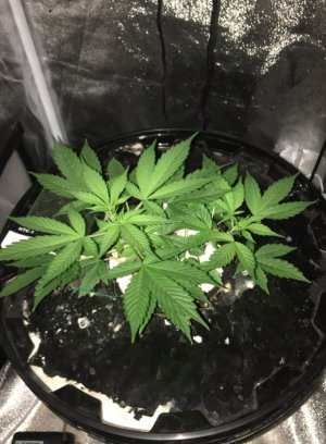 BFD60AB0-4D3B-4ACF-AD0D-98D4B676203E.jpeg BFD60AB0-4D3B-4ACF-AD0D-98D4B676203E.jpeg